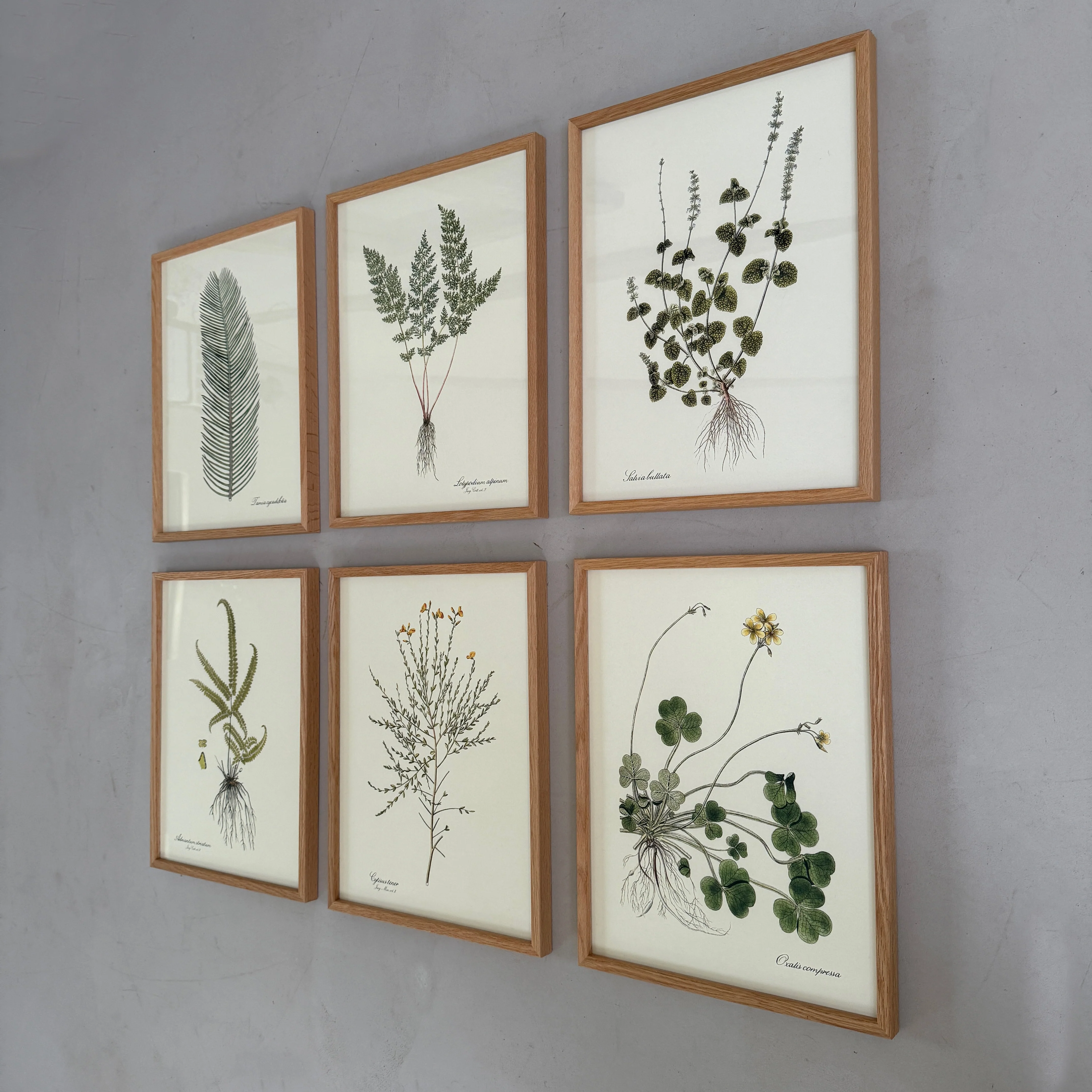 Oak Framed Botanical Prints - Image 2
